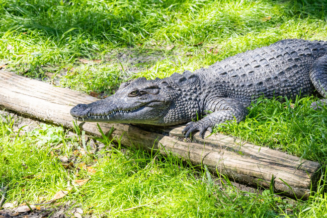 Zookeeper tumalon sa buwaya para iligtas ang nasugatan na batang lalaki