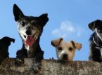 Isang lalaki ang nagdadala ng marangyang dog hotel sa korte dahil sa patuloy na pagtahol
