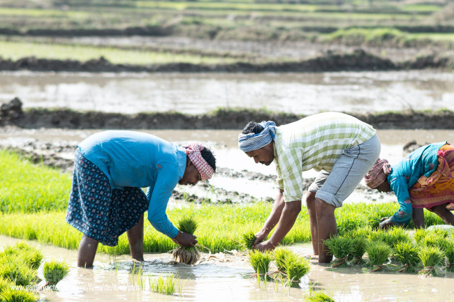 Ang isang napaka-tuyo na Hunyo at isang mas mababa sa average na monsoon ay nagbabanta sa produksyon ng agrikultura ng India ngayong taon
