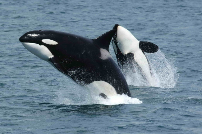 Ang mga orca ay bumabalik sa baybayin ng Britain sa mga bilang na bihirang makita bago