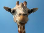 Ang bagong pag-aaral ay nagpapahiwatig na ang mga giraffe ay maaaring malutas ang mga simpleng problema sa matematika