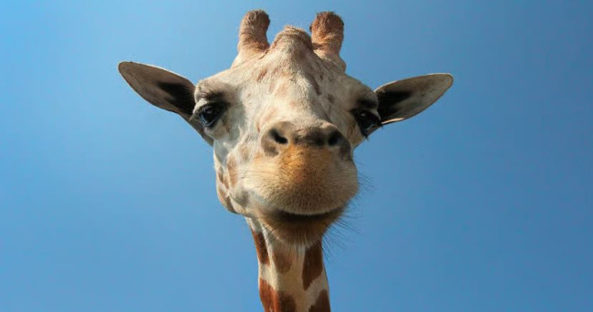 Ang bagong pag-aaral ay nagpapahiwatig na ang mga giraffe ay maaaring malutas ang mga simpleng problema sa matematika