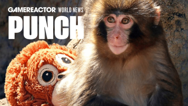 Sino ang Punch the Monkey? Ang batang macaque na naging halos mas sikat kaysa kay Donald Trump