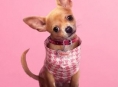 Prime Video 's Legally Blonde prequel, Elle, premieres sa Hulyo
