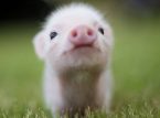 Nahihirapan ang mga baboy sa Belgium habang tumaas ang temperatura sa 38 &deg; C