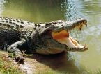 Higanteng reptilya wears kasal damit para sa kakaibang Mexican seremonya