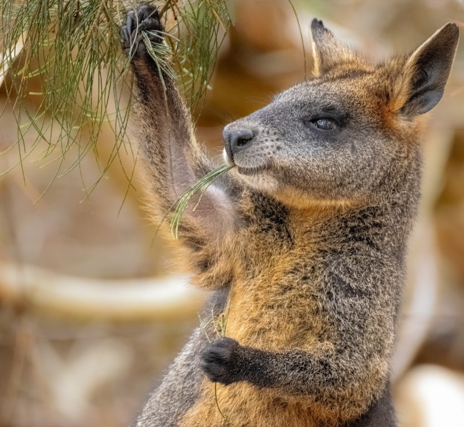 Tatlong kangaroo-like wallabies ang nailigtas sa pagsalakay sa cannabis farm na malayo sa kanilang natural na Antipodes