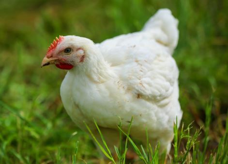 Nanawagan ang mga beterinaryo para sa kabuuang pagbabawal sa mga kulungan ng manok sa UK