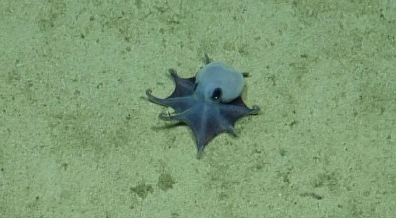 Natuklasan ng mga siyentipiko ang maliliit na asul na pugita sa ilalim ng Galápagos