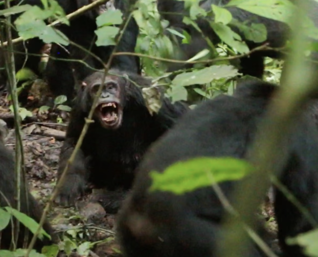 Naobserbahan ng mga ligaw na chimpanzees ang paglulunsad ng isang 