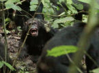Naobserbahan ng mga ligaw na chimpanzees ang paglulunsad ng isang "digmaang sibil" (naisip na natatanging tao) sa walang uliran na pag-aaral