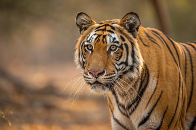 Apat na Bengal tiger cubs hindi inaasahang ipinanganak sa gitna ng krisis sa enerhiya sa Cuba