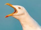 Lalaki, sinuntok umano ang seagull hanggang sa mamatay matapos magnakaw ng meryenda