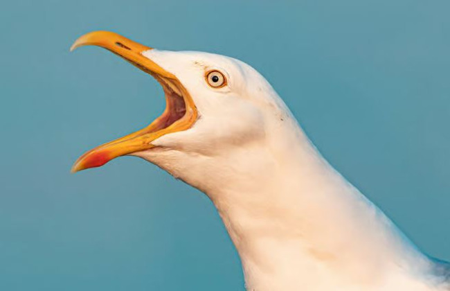 Lalaki, sinuntok umano ang seagull hanggang sa mamatay matapos magnakaw ng meryenda
