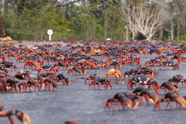 Mas ligtas na pagtawid sa kalsada, nagdulot ng pagbawi ng populasyon ng mangrove land crab sa Taiwan
