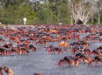 Mas ligtas na pagtawid sa kalsada, nagdulot ng pagbawi ng populasyon ng mangrove land crab sa Taiwan
