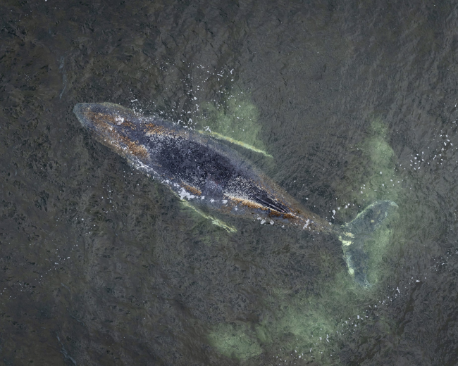 Humpback whale stranded sa ikatlong pagkakataon sa baybayin ng Alemanya