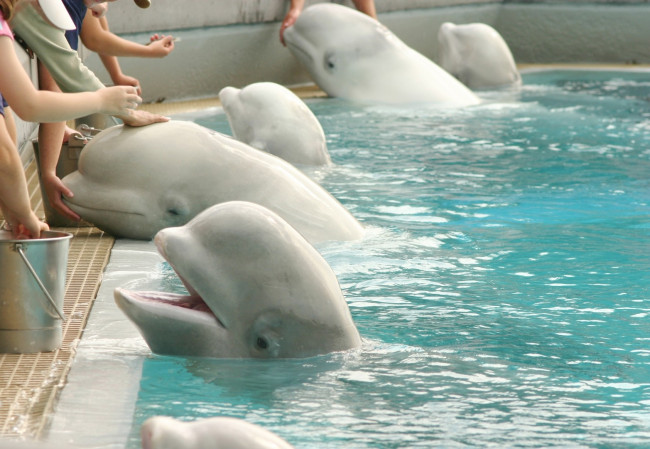 30 beluga whales na naiwan na mamamatay sa saradong parke sa Canada ay ipapadala sa mga zoo sa US at Spain