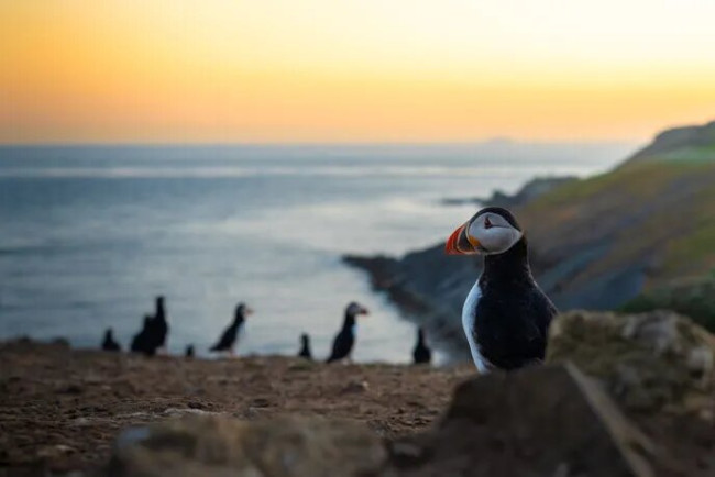 Ang populasyon ng puffin ay tumama sa record high para sa pangalawang taon na tumatakbo sa iconic na Skomer Island 