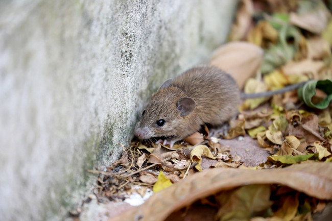 Ang pagsiklab ng Hantavirus ay nakumpirma na ang Andes one, ang tanging nakakahawa mula sa tao sa tao