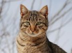 Daan-daang pusa, nailigtas mula sa mga slaughterhouse sa Vietnam