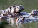 Ang Colombia ay mag-euthanize ng dose-dosenang "cocaine hippos" na naka-link kay Pablo Escobar sa pagsisikap na kontrolin ang populasyon