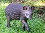 Unang lowland tapir calf sa loob ng 14 na taon ay tinanggap sa UK zoo