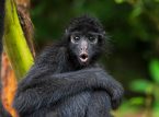 Nagpakilala ang Costa Rica ng requirement para sa wildlife crossing upang protektahan ang wildlife