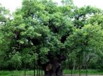 Ang maalamat na Major Oak ni Robin Hood, namatay pagkatapos ng higit sa 1,000 taon