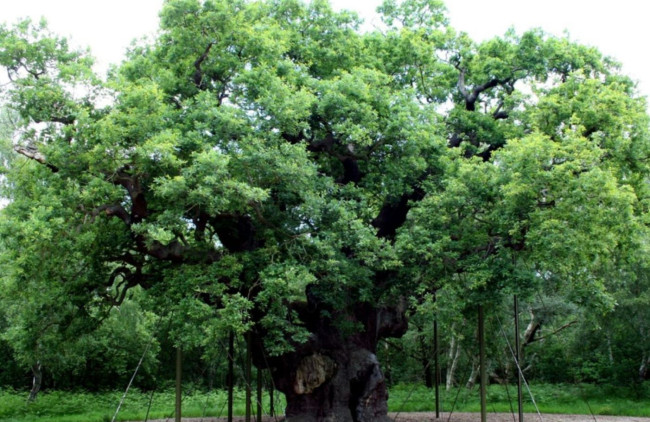 Ang maalamat na Major Oak ni Robin Hood, namatay pagkatapos ng higit sa 1,000 taon
